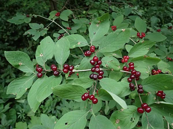 Lonicera xylosteum \ Rote Heckenkirsche / Fly Honeysuckle, A St. Gallen im Gesäuse 2.7.2024