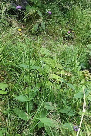 Knautia drymeia subsp. intermedia \ Mittlere Ungarische Witwenblume, Balkan-Witwenblume / Hungarian Widow Flower, A Kaprun 10.8.2025