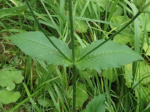 Knautia drymeia subsp. intermedia \ Mittlere Ungarische Witwenblume, Balkan-Witwenblume / Hungarian Widow Flower, A Kaprun 10.8.2025