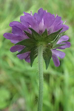 Knautia drymeia subsp. intermedia \ Mittlere Ungarische Witwenblume, Balkan-Witwenblume / Hungarian Widow Flower, A Kaprun 10.8.2025