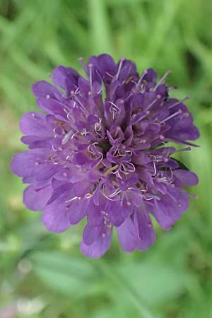 Knautia drymeia subsp. intermedia \ Mittlere Ungarische Witwenblume, Balkan-Witwenblume / Hungarian Widow Flower, A Kaprun 10.8.2025