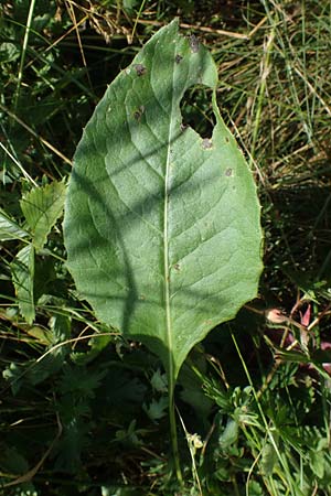 Klasea lycopifolia \ Wolfstrappblttrige Scharte, Ungarische Scharte, A Hainburg 8.7.2023