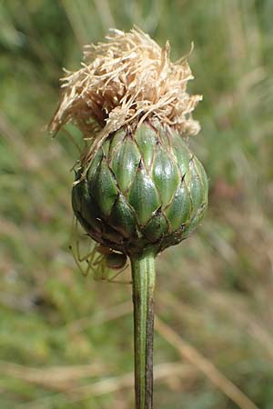 Klasea lycopifolia \ Wolfstrappblttrige Scharte, Ungarische Scharte, A Hainburg 8.7.2023