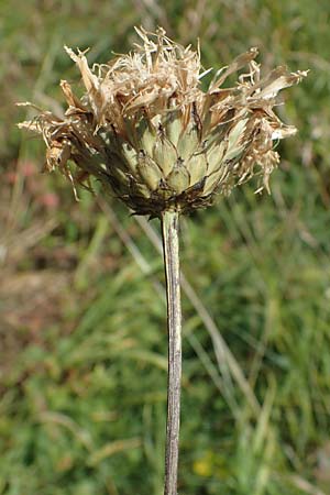 Klasea lycopifolia \ Wolfstrappblttrige Scharte, Ungarische Scharte, A Hainburg 8.7.2023