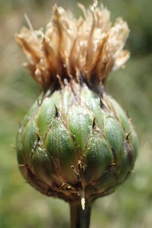 Klasea lycopifolia \ Wolfstrappblttrige Scharte, Ungarische Scharte, A Hainburg 8.7.2023