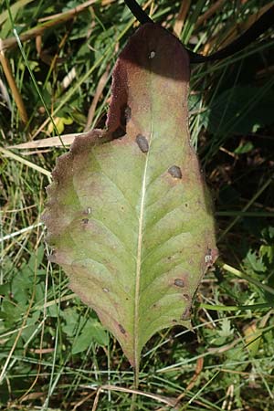 Klasea lycopifolia \ Wolfstrappblttrige Scharte, Ungarische Scharte, A Hainburg 8.7.2023