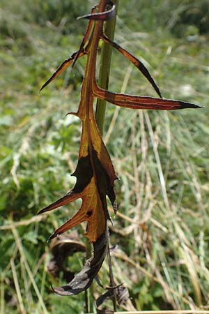 Klasea lycopifolia \ Wolfstrappblttrige Scharte, Ungarische Scharte, A Hainburg 8.7.2023