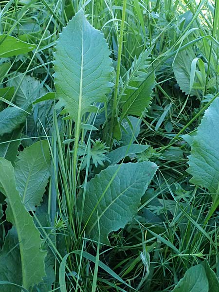 Klasea lycopifolia \ Wolfsfu�-Zwitter-Scharte, Ungarische Scharte / Gipsywort-Leaved Klasea, A Hainburg 10.5.2025