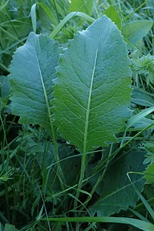 Klasea lycopifolia \ Wolfsfu�-Zwitter-Scharte, Ungarische Scharte / Gipsywort-Leaved Klasea, A Hainburg 10.5.2025