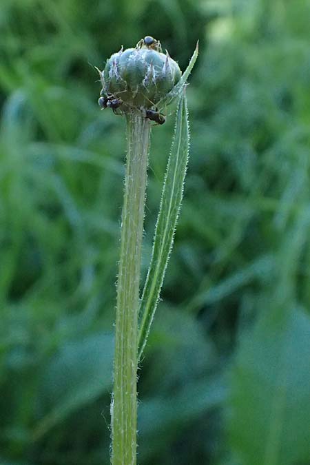 Klasea lycopifolia \ Wolfsfu�-Zwitter-Scharte, Ungarische Scharte / Gipsywort-Leaved Klasea, A Hainburg 10.5.2025