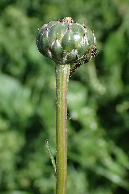 Klasea lycopifolia \ Wolfsfu�-Zwitter-Scharte, Ungarische Scharte / Gipsywort-Leaved Klasea, A Hainburg 10.5.2025