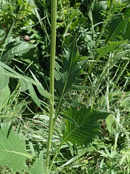 Klasea lycopifolia \ Wolfsfu�-Zwitter-Scharte, Ungarische Scharte / Gipsywort-Leaved Klasea, A Hainburg 10.5.2025