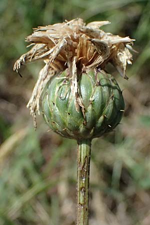 Klasea lycopifolia \ Wolfsfu�-Zwitter-Scharte, Ungarische Scharte / Gipsywort-Leaved Klasea, A Hainburg 13.6.2026