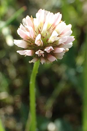 Trifolium fragiferum \ Erdbeer-Klee / Strawberry Clover, A Wien 16.8.2026