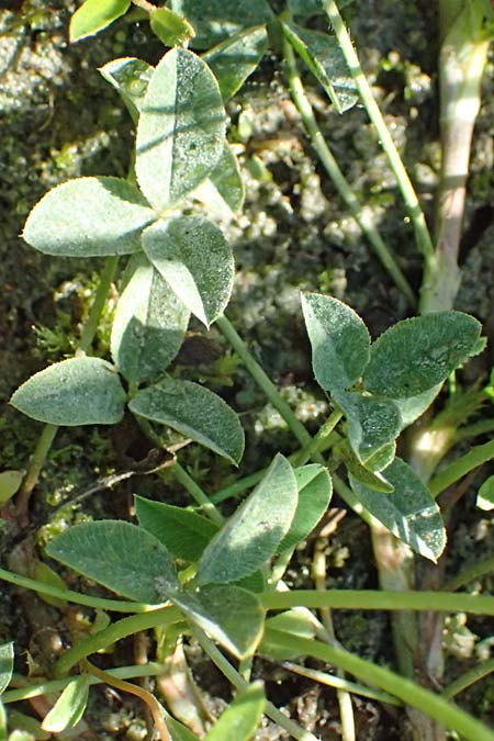 Trifolium fragiferum \ Erdbeer-Klee / Strawberry Clover, A Wien 16.8.2026