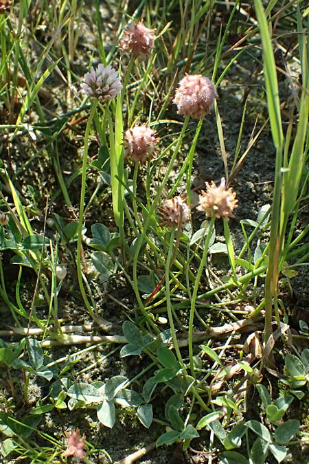 Trifolium fragiferum \ Erdbeer-Klee / Strawberry Clover, A Wien 16.8.2026