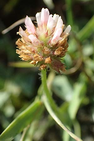 Trifolium fragiferum \ Erdbeer-Klee / Strawberry Clover, A Wien 16.8.2026