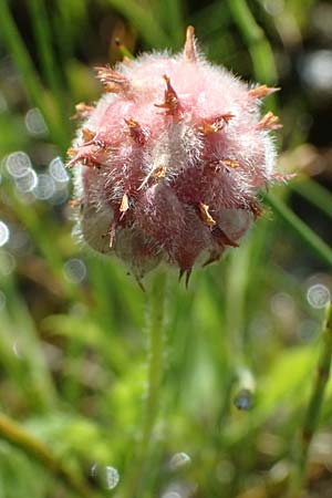 Trifolium fragiferum \ Erdbeer-Klee / Strawberry Clover, A Wien 16.8.2026