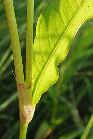 Persicaria mitis \ Milder Knterich / Water-Pepper, A Kärnten/Carinthia, Petzen 21.7.2007
