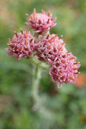 Antennaria dioica \ Gewhnliches Katzenpftchen, A Trenchtling 3.7.2019