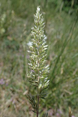Koeleria pyramidata \ Pyramiden-Kammschmiele / Pyramidal Hair Grass, A Hainburg 14.5.2022