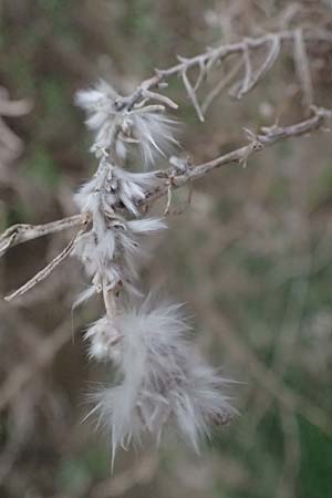 Krascheninnikovia ceratoides \ Europ�ische Hornmelde / Pamirian Winterfat, A Weinviertel,  Goggendorf 5.3.2024