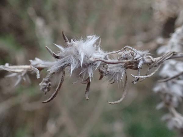 Krascheninnikovia ceratoides \ Europ�ische Hornmelde / Pamirian Winterfat, A Weinviertel,  Goggendorf 5.3.2024