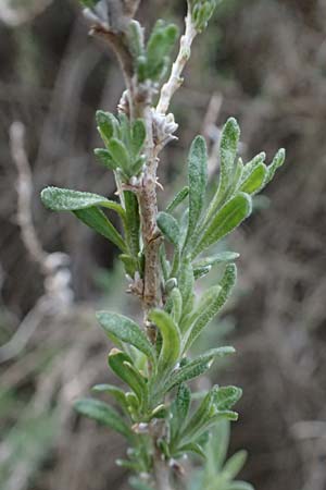 Krascheninnikovia ceratoides \ Europ�ische Hornmelde / Pamirian Winterfat, A Weinviertel,  Goggendorf 5.3.2024