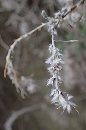 Krascheninnikovia ceratoides \ Europ�ische Hornmelde / Pamirian Winterfat, A Weinviertel,  Goggendorf 5.3.2024