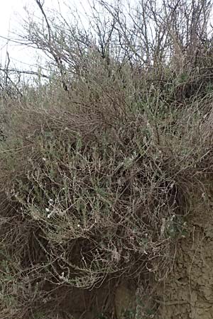 Krascheninnikovia ceratoides \ Europ�ische Hornmelde / Pamirian Winterfat, A Weinviertel,  Goggendorf 5.3.2024