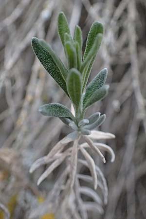 Krascheninnikovia ceratoides \ Europ�ische Hornmelde / Pamirian Winterfat, A Weinviertel,  Goggendorf 5.3.2024