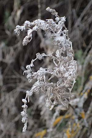 Krascheninnikovia ceratoides \ Europ�ische Hornmelde / Pamirian Winterfat, A Weinviertel,  Goggendorf 5.3.2024