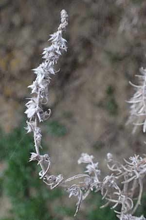 Krascheninnikovia ceratoides \ Europ�ische Hornmelde / Pamirian Winterfat, A Weinviertel,  Goggendorf 5.3.2024