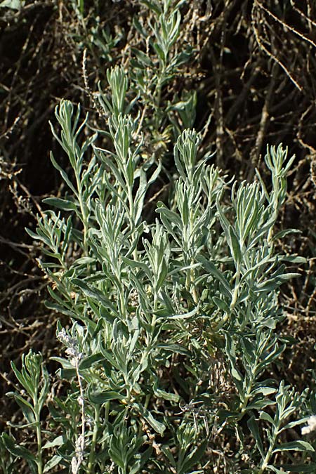 Krascheninnikovia ceratoides \ Europ�ische Hornmelde / Pamirian Winterfat, A Weinviertel,  Goggendorf 9.5.2025
