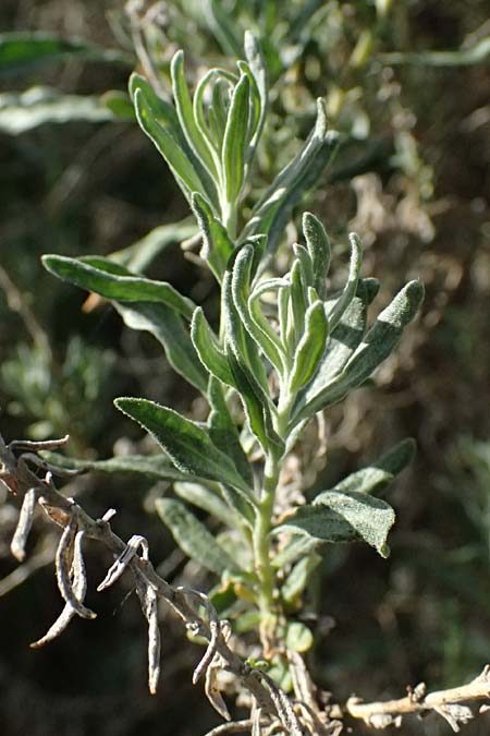Krascheninnikovia ceratoides \ Europ�ische Hornmelde / Pamirian Winterfat, A Weinviertel,  Goggendorf 9.5.2025