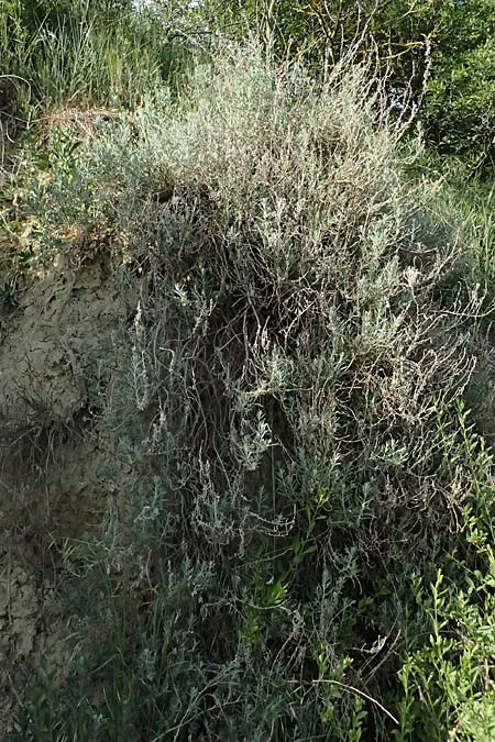 Krascheninnikovia ceratoides \ Europ�ische Hornmelde / Pamirian Winterfat, A Weinviertel,  Goggendorf 9.5.2025