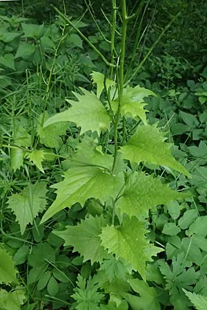Alliaria petiolata \ Knoblauch-Rauke, Knoblauch-Hederich / Garlic Mustard, A Zwaring 13.5.2025