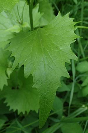 Alliaria petiolata \ Knoblauch-Rauke, Knoblauch-Hederich / Garlic Mustard, A Zwaring 13.5.2025