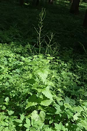 Alliaria petiolata \ Knoblauch-Rauke, Knoblauch-Hederich / Garlic Mustard, A Zwaring 13.5.2025
