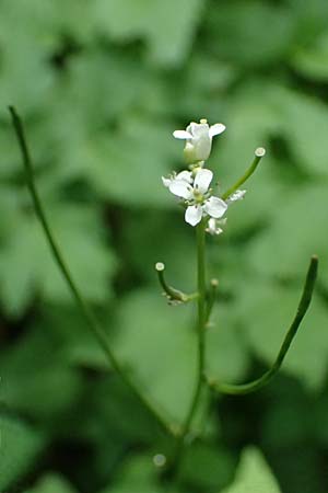 Alliaria petiolata \ Knoblauch-Rauke, Knoblauch-Hederich / Garlic Mustard, A Zwaring 13.5.2025