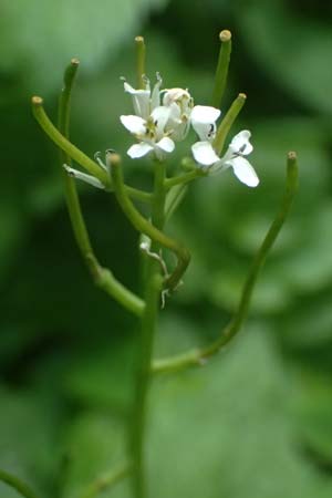 Alliaria petiolata \ Knoblauch-Rauke, Knoblauch-Hederich / Garlic Mustard, A Zwaring 13.5.2025