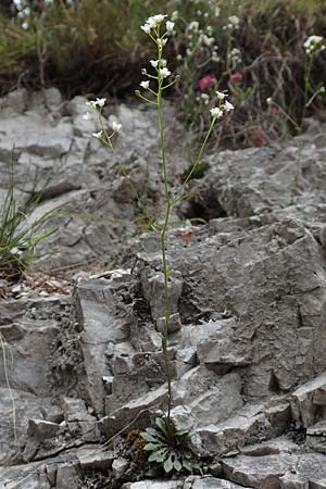 Kernera saxatilis \ Felsen-Kugelschtchen / Kernera, A Kärnten/Carinthia, Trögerner Klamm 18.5.2016