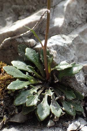 Kernera saxatilis \ Felsen-Kugelschtchen / Kernera, A Kärnten/Carinthia, Trögerner Klamm 18.5.2016