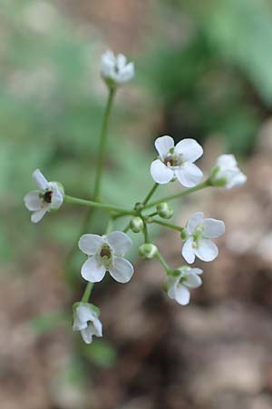 Kernera saxatilis \ Felsen-Kugelschtchen / Kernera, A Trenchtling 3.7.2019