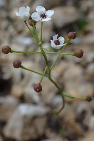 Kernera saxatilis \ Felsen-Kugelschtchen / Kernera, A Admont 5.7.2024