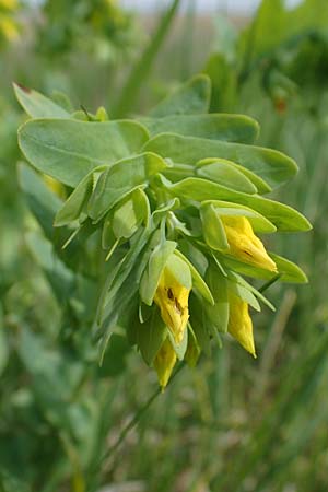 Cerinthe minor \ Kleine Wachsblume / Lesser Honeywort, A Seewinkel, Apetlon 8.5.2022