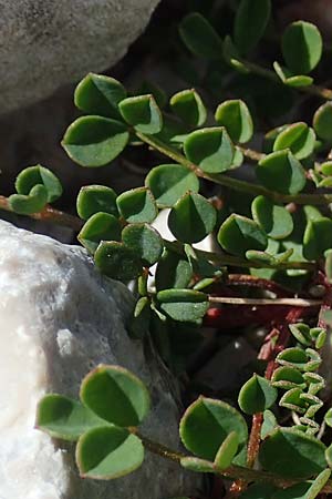 Lotus alpinus \ Alpen-Hornklee / Alpine Bird's-Foot Trefoil, A Dachstein, Auretskar 7.7.2020