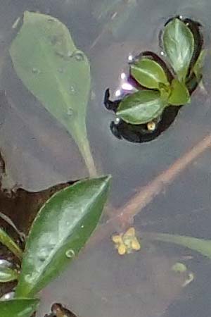 Ludwigia natans \ Schwimm-Heusenkraut, Kriechende Ludwigie / Creeping Hampshire Purslane, A Villach-Warmbad 4.7.2022