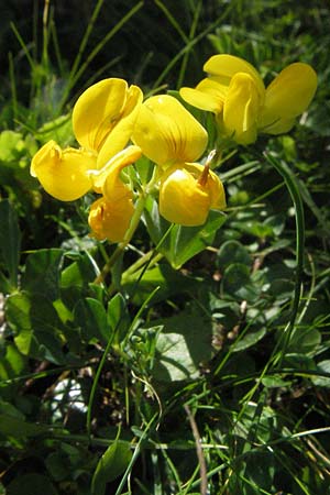 Lotus alpinus \ Alpen-Hornklee / Alpine Bird's-Foot Trefoil, A Kärnten/Carinthia, Petzen 21.7.2007