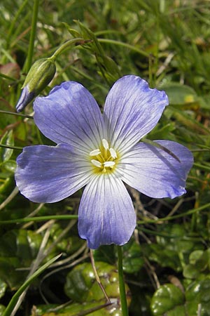 Linum alpinum \ Alpen-Lein / Mountain Flax, A Kärnten/Carinthia, Petzen 2.7.2010
